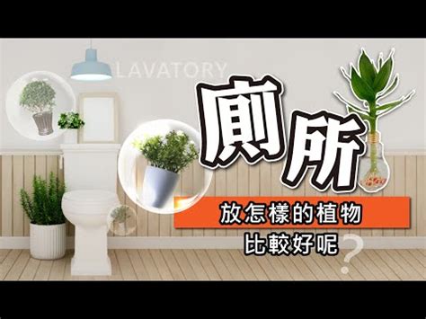 虎尾蘭廁所風水|浴室淨化植物風水必學！廁所擺放虎尾蘭大忌揭密